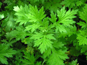 Damong Maria (Mugwort) is a plant that grows in Asia, North America, and Northern Europe. The plant parts that grow above the ground and the root are used to make medicine. organic. For detox and antioxidant. Proven safe and serve as traditional alternative medicines. Organic Superfood Philippines.