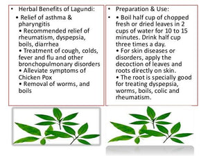 Lagundi, also known as Negundo Chaste Tree, Cut-Leaf Chaste Tree, Five-Leaved Chaste Tree, Indian Privet, Horseshoe Vitex, Lenggundi, Nirgundi, Sindvar, Negundo, Dabtan, Dangla, Khemao, etc. is a large shrub recognized for its wide variety of health benefits. The scientific name of this plant is Vitex negundo. For detox and antioxidant. Proven safe and serve as traditional alternative medicines. Organic Superfood Philippines.