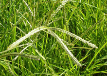 Load image into Gallery viewer, Eleusine indica, goose grass, wire grass, dog’s tail or commonly known as “paragis” For detox and antioxidant. Proven safe and serve as traditional alternative medicines. Organic Superfood Philippines.